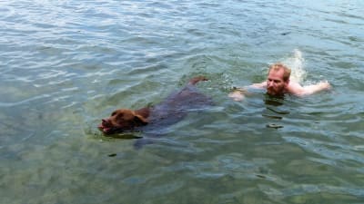 Labradoren Paavo simmar med sin husse.