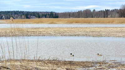sjöfåglar i havsvik