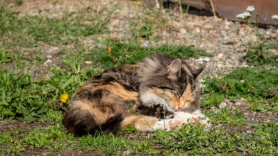 En katt ligger på gräset i solsken.