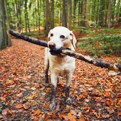 Labradorinnoutaja kantaa suurta keppiä syksyisessä metsässä.