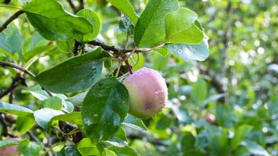 Närbild på ett ljust äpple i ett träd.