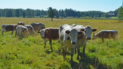 Östfinska kor betar under sommaren vid Esboviken