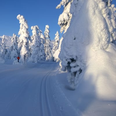 Hiihtolatu levillä