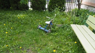blå trehjuling på rufsig gräsmatta med maskrosor och bänk