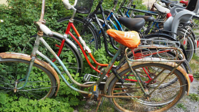 cyklar i buskar på innergård