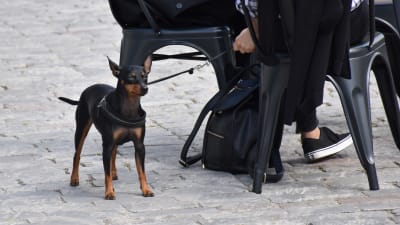 En liten brunsvart hund i koppel står bredvid ett bord.