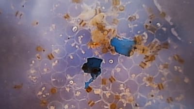 Mikroplaster omringade av plankton i ett mikroskop.