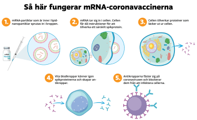 Grafiken visar hur mRNA-coronavacciner fungerar, i fem steg.