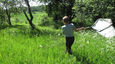 En pojke springer med fjärilshåv genom en sommaräng.
