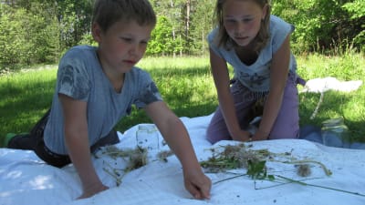 Arvid och Emelie Munsterhjelm inspekterar sina fångade insekter på ett vitt lakan.