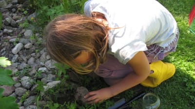 Emelie Munsterhjelm tittar under en sten efter insekter.