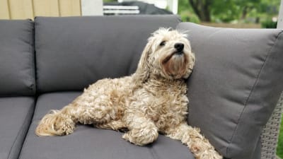 En ljusbrun hund med lockig päls ligger på en soffa. Hunden tittar uppåt.