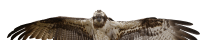 sääksi