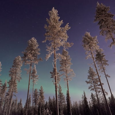 Grönt norrsken på himlen ovanför en snötäckt barrskog.
