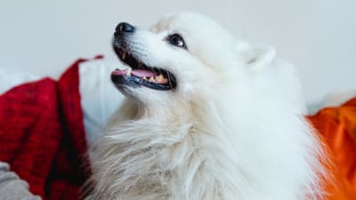vit lurvig hund