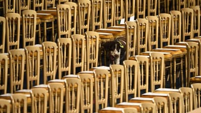 En vakthund fotograferad bland stolar i parlamentsbyggnaden i London.