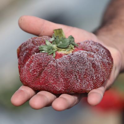 En gigantisk jordgubbe i en handflata.
