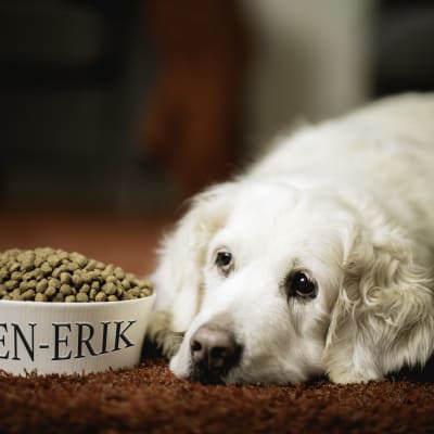 En hund ligger intill en matkopp som har ingraveringen "Sven-Erik".