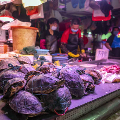 Levande sköldpaddor samlade i nätkassar ligger framme i ett torgstånd.
