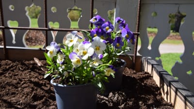 Vita och lila violer 
