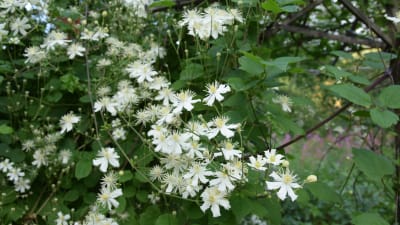 Ett flor av vita blommor