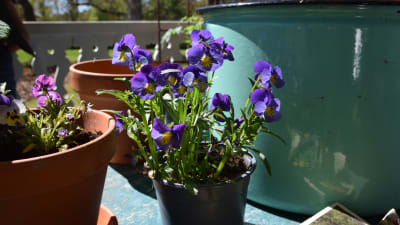 Lila violer i kruka