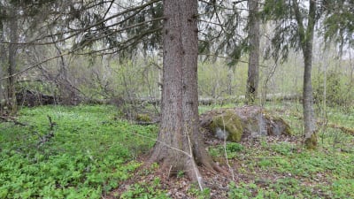 En grov granstam i en glesvuxen skog.
