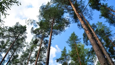 Skog på Olsböle gård.