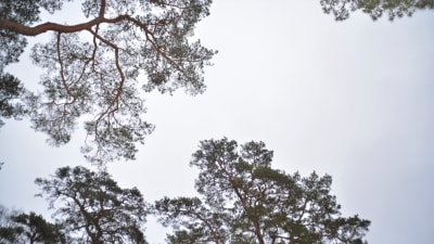 Tallkronor mot skyn