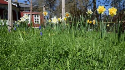 Oklippt gräsmatta med blommor