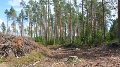 Avverkning i Västnyland.