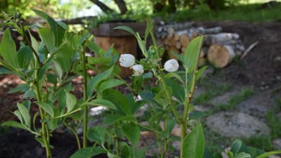 Vita blåbärsblommor på amerikansk blåbärsbuske