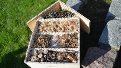 Ett insekthotell som Hangö miljöförening byggt. Det finns kottar och träbitar i en låda med galler på som insekter kan bo i.