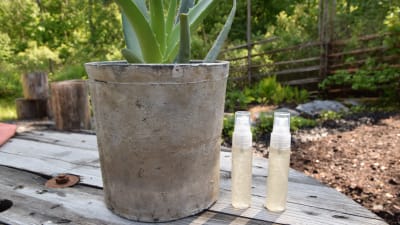 Kruka med kaktusliknande växt och två flaskor med genomskinlig gelé.