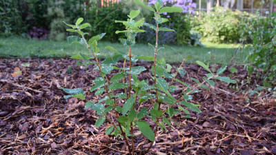 Bärbuske med våta blad