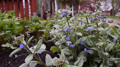 Små blå blommor i en rabatt