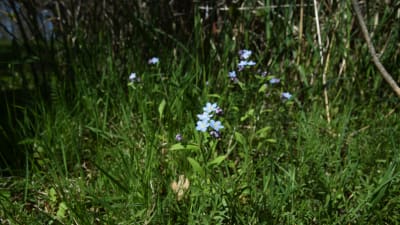 förgätmigejblommor i gräsmatta