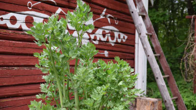 Libbsticka som växer i Strömsös trädgård