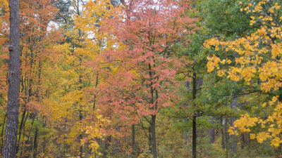 Ruska färggranna löv på träd.