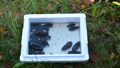 Till vänster: allmän dammussla, Uppe till höger: äkta målarmussla. Nere till höger: tjockskalig målarmussla. Fångade i Billnäs.