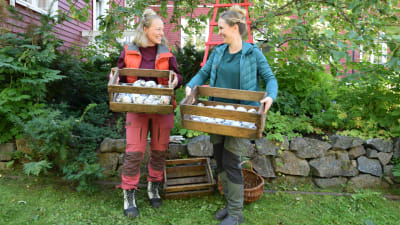 Två kvinnor i trädgården som har äppel i trälådor.