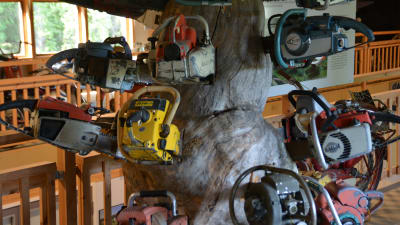 Gamla motorsågar instuckna i ett gammalt, knotigt träd inne i en utställningshall.