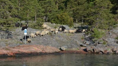 Får på Hamnholmen i Åbolands skärgård
