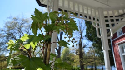 Vinbärsplanta på veranda