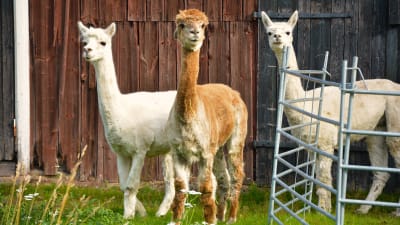 Alpackan heter "Vicugna pacos" på latin.