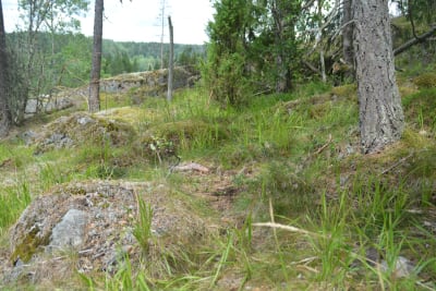 Här ska den nya terrängscyklingsleden gå, men här är marken ännu inte bearbetad.