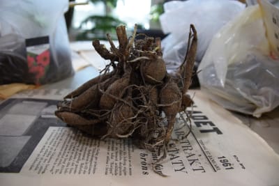 Rotklump med tunna vita sugrötter på tidningspapper.