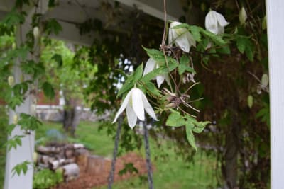 Klockformade blommor hänger ner från ett tak