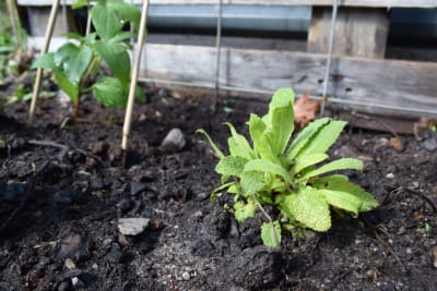 Liten planta med yviga blad.