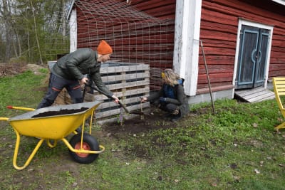 Två personer fyller en planteringsgrop med jord intill ett gammalt uthus.